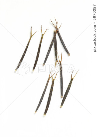 Sticky insects of Coanderda Sticky insects of Coanderda 5970087