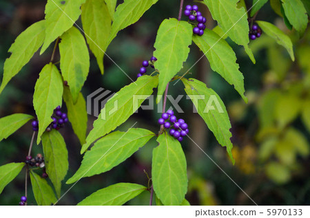 樹木·Murasakusibiku Kumatitsura 樹木·Murasakusibiku Kumatitsura 5970133