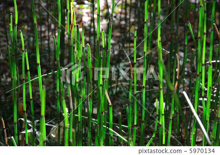 植物·Toxa Toxa家族 植物·Toxa Toxa家族 5970134