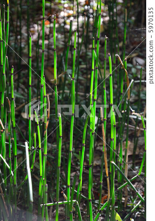 植物·Toxa Toxa家族 植物·Toxa Toxa家族 5970135