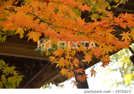 Autumn leaves 5970823