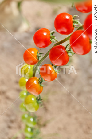 tomatoes 5970947