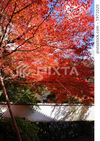 秋天的樹葉 5971020