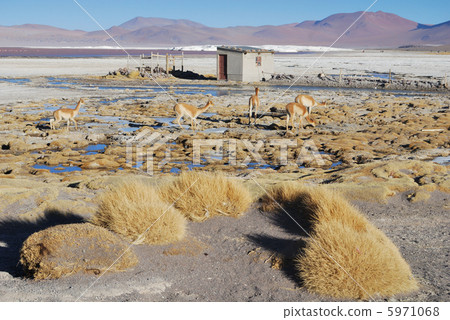 Laguna · Coloradada Bikuna. Bolivia, Eduardo Avaloa National Natural Ward. Shot taken in August 2010 5971068