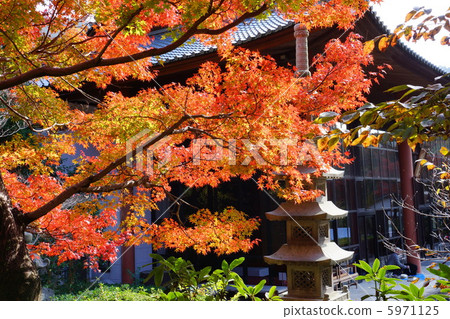 秋天的樹葉 秋天的樹葉 5971125