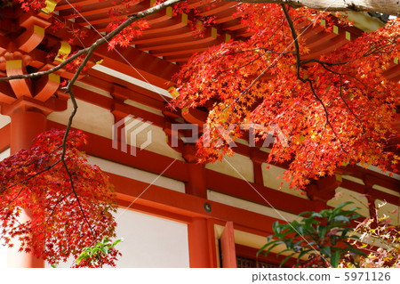 秋天的樹葉 秋天的樹葉 5971126