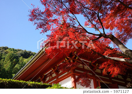 秋天的樹葉 5971127