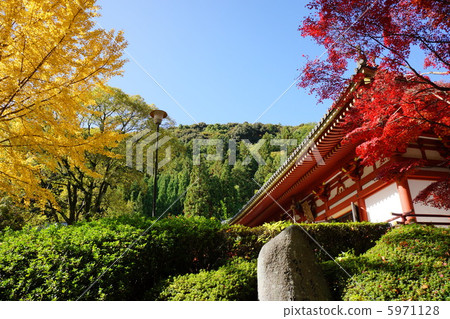 秋天的樹葉 5971128