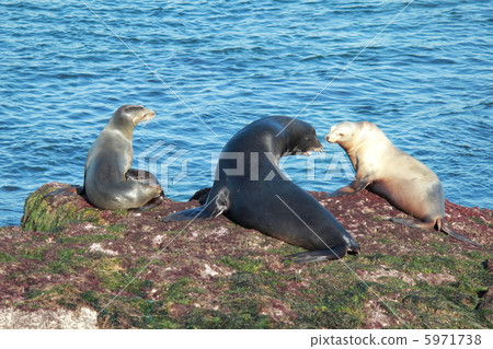 La Jolla La Jolla 5971738