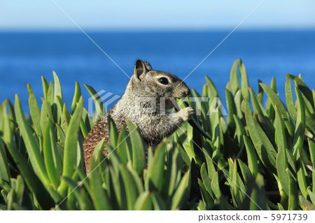 La Jolla La Jolla 5971739