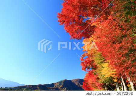 鮮豔的楓木 5972298