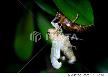 蟬羽化 蟬羽化 5972400