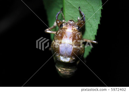 出現的開始 5972402