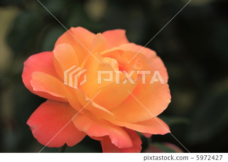 Svenil de Anne Frank 5972427