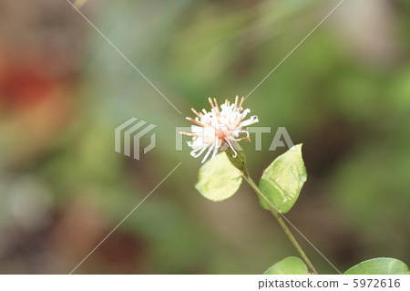 Garlic flowers 5972616