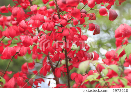 核桃小河秋葉 5972618