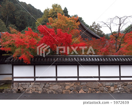 Tensenan autumn leaves 5972639