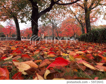 Maruyama公園在深秋 5972641