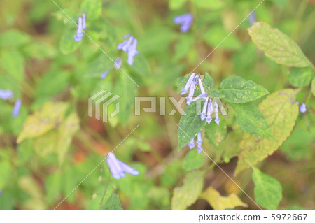 秋天的花朵 秋天的花朵 5972667
