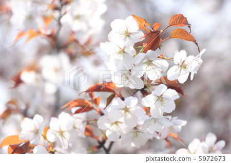 山櫻 山櫻 5972673