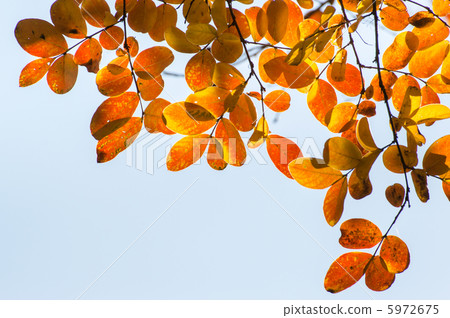Yellow leaves of crape mybs 5972675