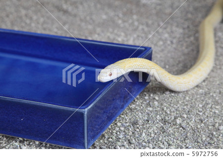 Shiro snake drinking water 5972756