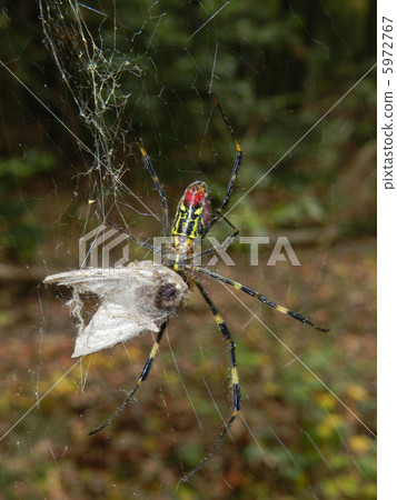 捕獲獵物的Joro gumo（雌性蜘蛛） 5972767