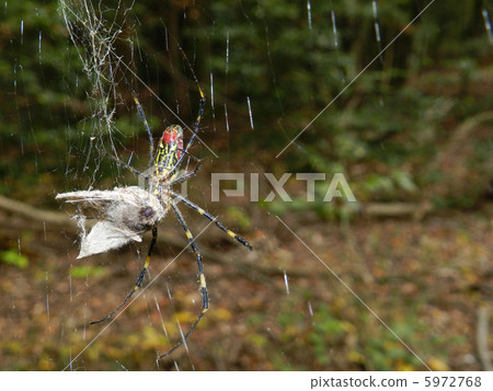 捕獲獵物的Joro gumo（雌性蜘蛛） 5972768