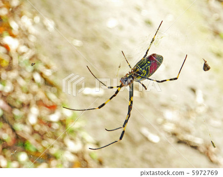 Joro gumo（雌性蜘蛛） 5972769