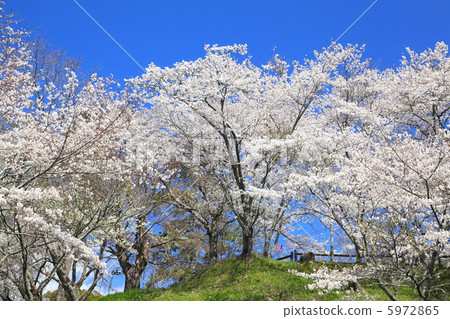 Yoshino cherry tree full bloom 5972865