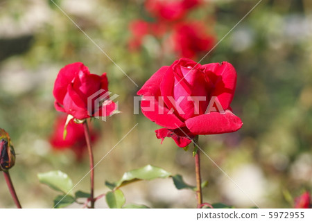 Rose lobroy 5972955