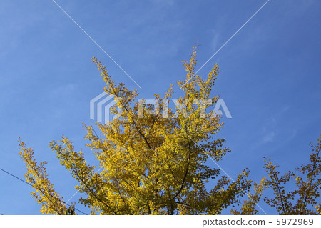 Ginkgo in Showa Village in Japan Ginkgo in Showa Village in Japan 5972969