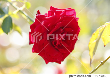 Rose wilhelm 5973069