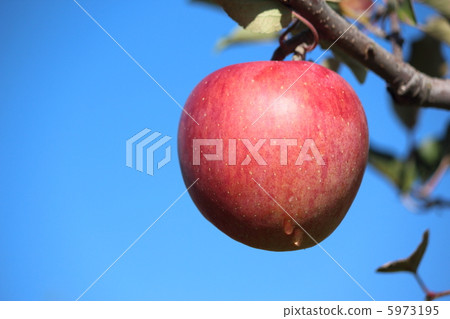 Apple that harvested 5973195