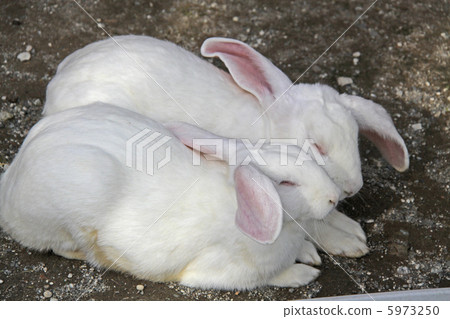 Jumbo rabbits Jumbo rabbits 5973250