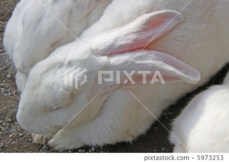Jumbo rabbits Jumbo rabbits 5973253