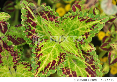 錦紫蘇 錦紫蘇 5973649