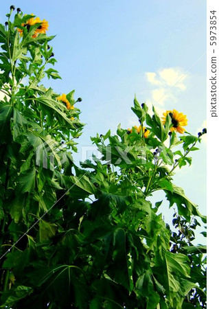Emperor sunflower higher than the roof 5973854