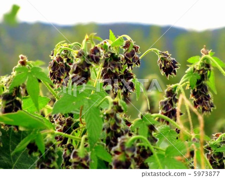 Flowers of kanamugra with tremendous reproductive power 5973877