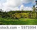 Tegallalan Rice Terrace 5973994