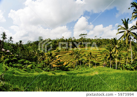 Tegallalan Rice Terrace Tegallalan Rice Terrace 5973994