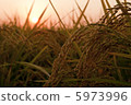 Rice earrings shining golden color 5973996