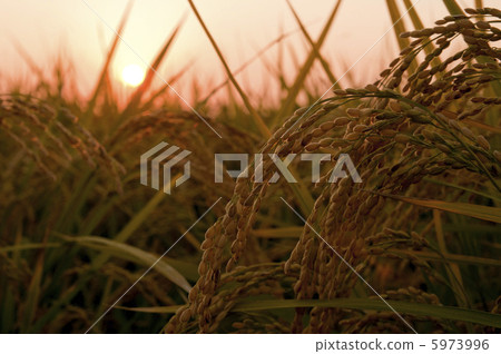 Rice earrings shining golden color Rice earrings shining golden color 5973996