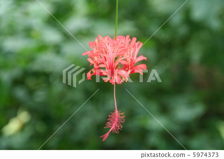 Fulinbrasso Fulinbrasso 5974373