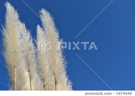 Pampasgrass autumn sky 5974440