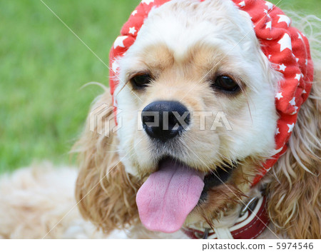 美國可卡犬 5974546