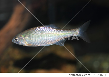 Tanago (Matanago) 5974611