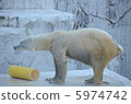 Polar bears 5974742