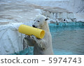 Polar bears 5974743