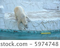 Polar bears 5974748